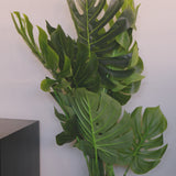 Monstera 115 cm