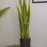 Sansevieria 90 cm